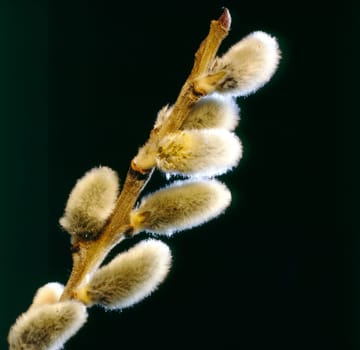 Pussy Willows
