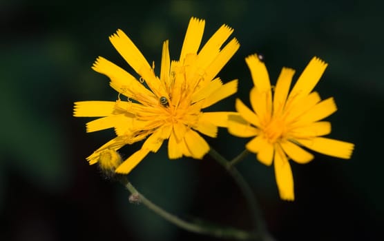 Hawkweed