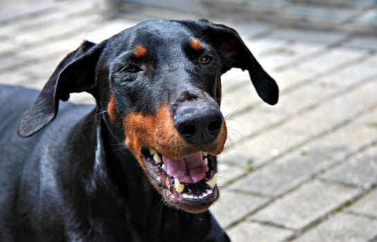 Doberman