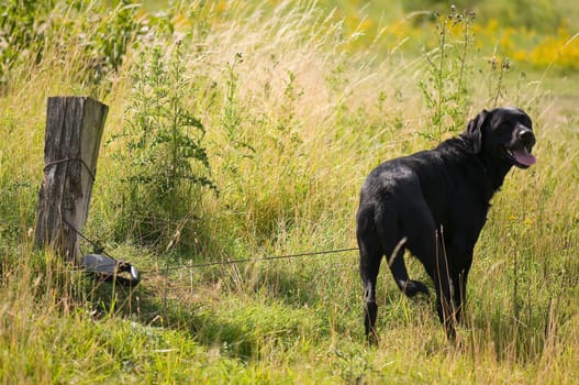 abandoned dog