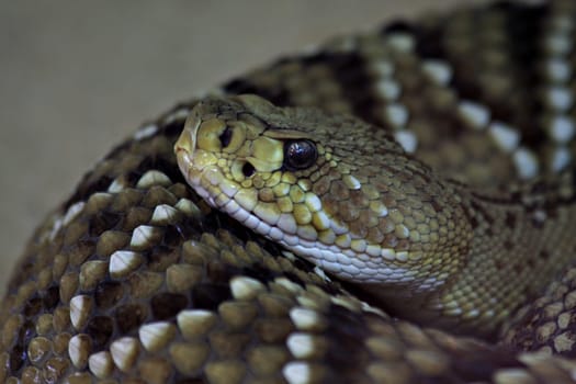 Basilisk Rattlesnake