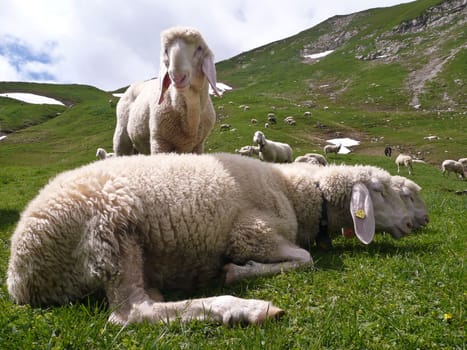 Flock of sheep