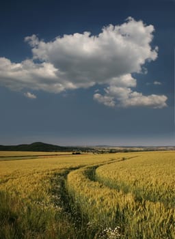 Idyllic barley field in summer with tr