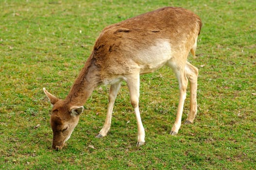 Grazing fallow deer fawn,Dama dama
