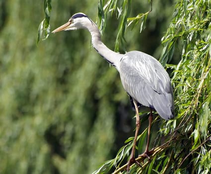 ardea cinerea Grey Heron