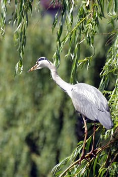 ardea cinerea Grey Heron