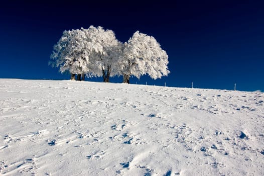 Winter Sun 4