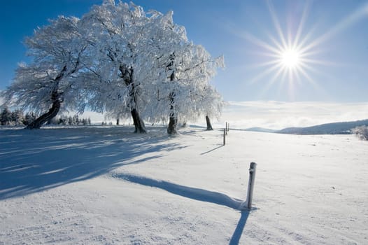 Winter Sun 2