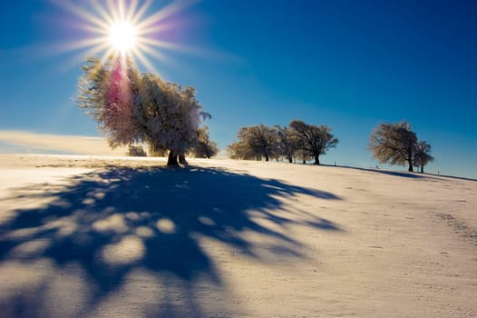 Winter Sun 5