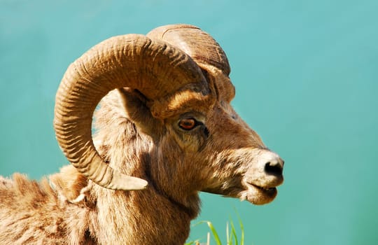 Bighorn