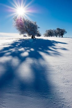Winter Sun 6