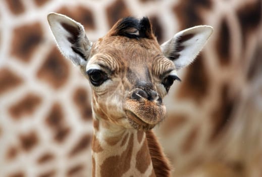 Giraffe Cub Portrait II