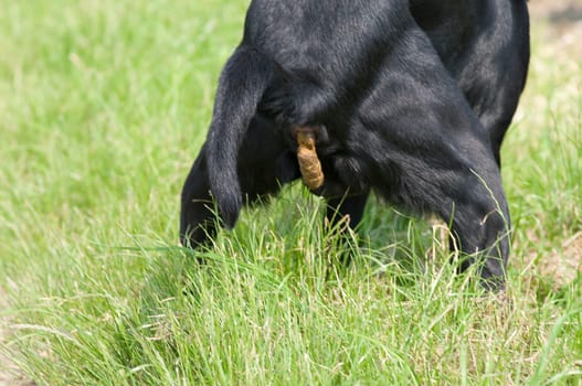 Dog shitting