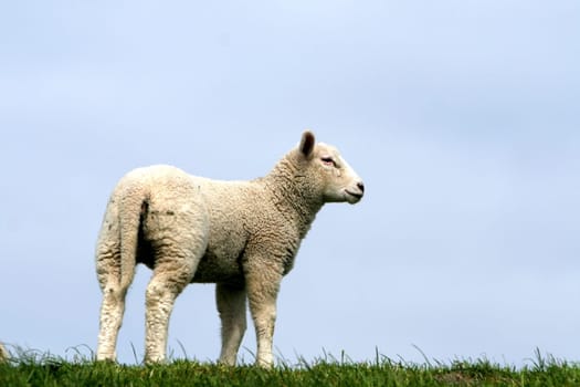 animal