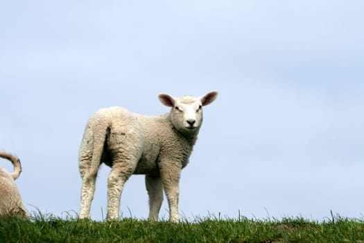 animal