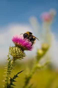 Bumblebee on nodding thistle