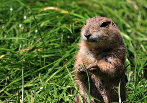 Prairie dog