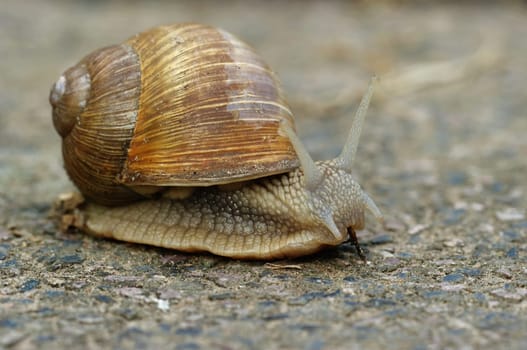 Edible snail