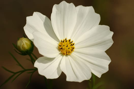JEWELRY BOXES - Cosmea