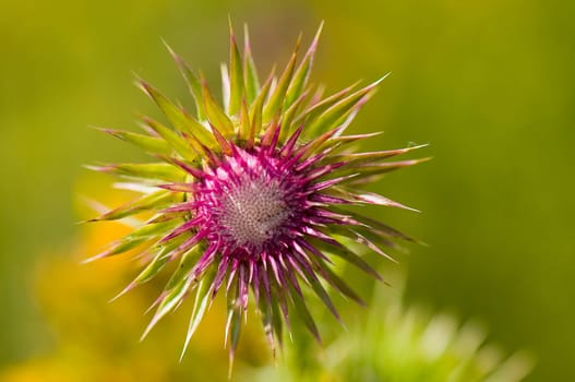 nodding scratch thistle