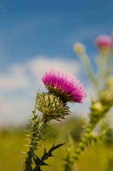 nodding scratch thistle