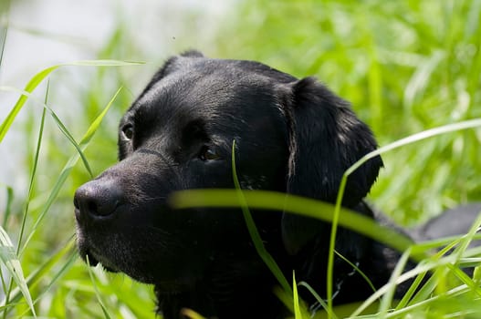 Labrador Retriever