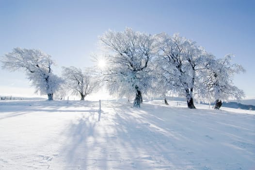 Winter Sun 7