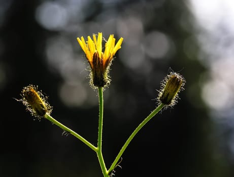 Hawkweed in the backlight