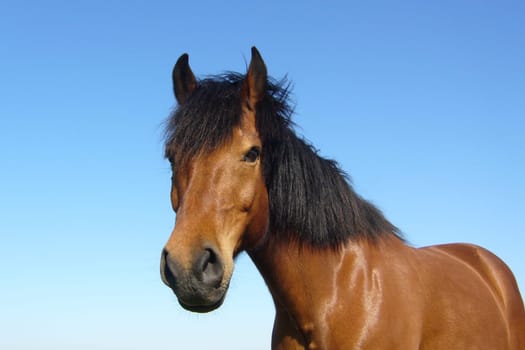 Pony