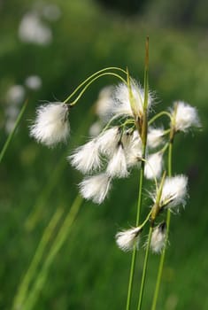 Cotton grass