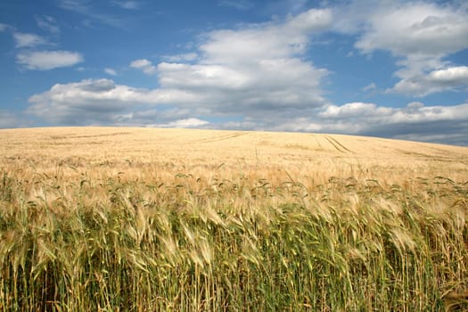 Traces in the cornfield