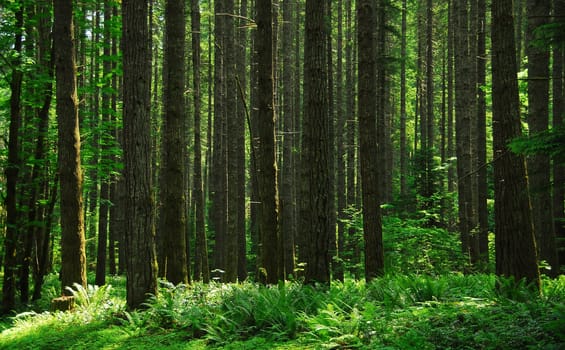 Green Hell
