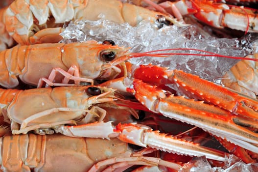 Scampi