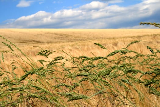 Grasses in the cornfield