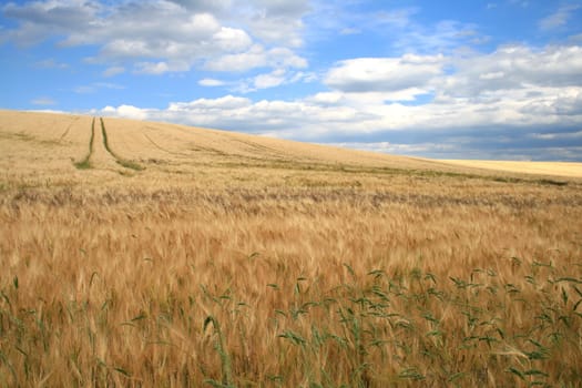 Traces in the cornfield