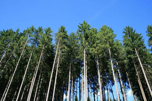 Coniferous forest