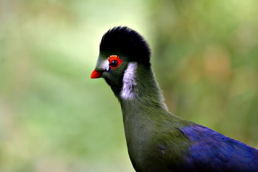 Hartlaub Turako