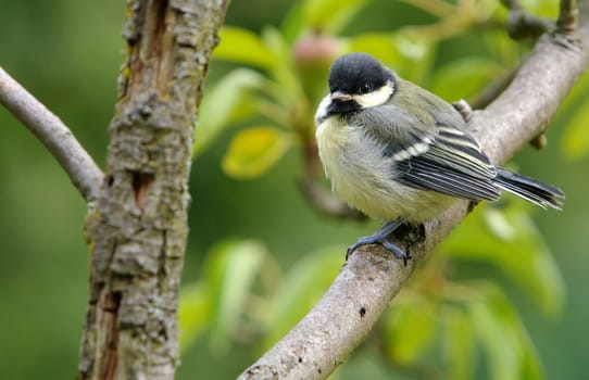 Fledged Great - Parus major