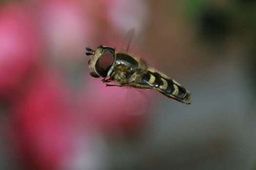Hoverfly approaching a flower