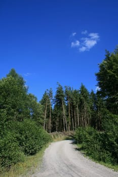 forest path