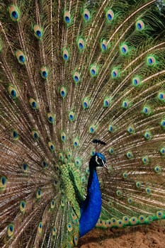 The Peacock