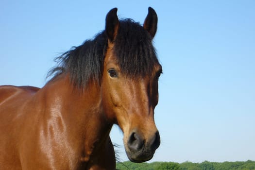 Pony