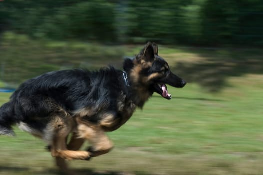 Running German Shepherd