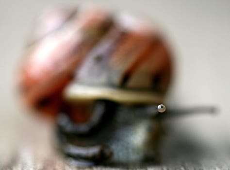 Snail's Eye