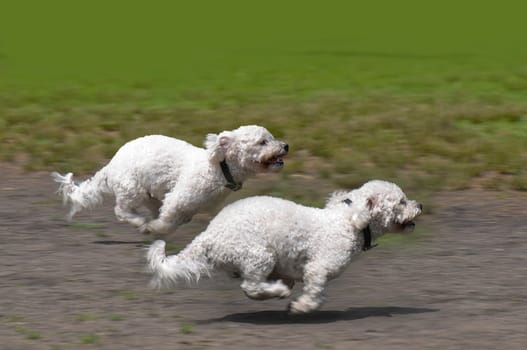 Running Dogs