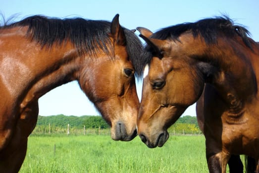 Horse Friendship