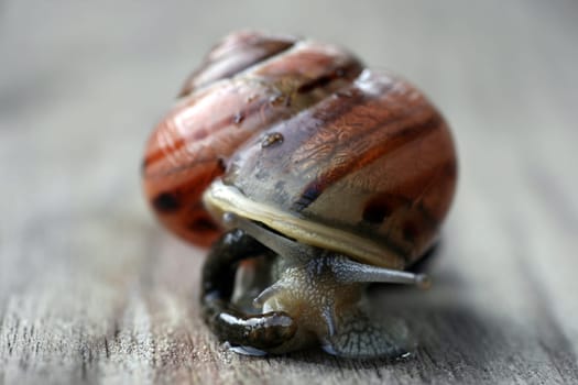 Vineyard snail portrait