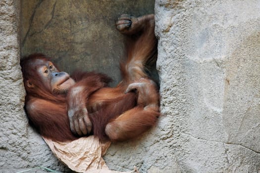 lying around Orang