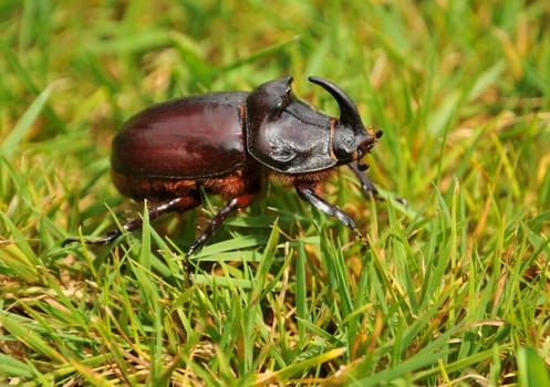 Rare Beetle! I saw my last rhinoceros beetle about 35 years ago!