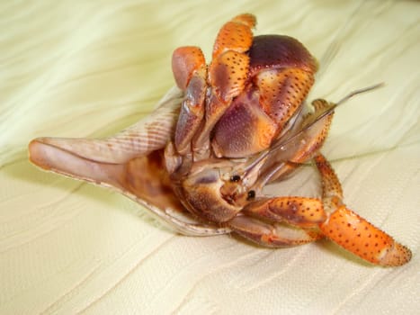 Hermit crab